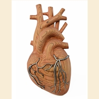 "Anatomy of a Heart"